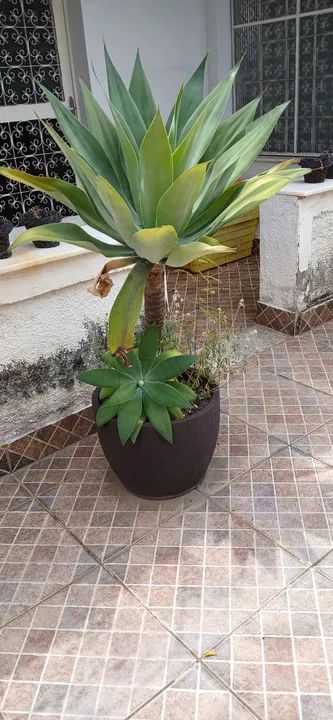 vaso de polietileno com coqueiro agarve dragão - Foto 3
