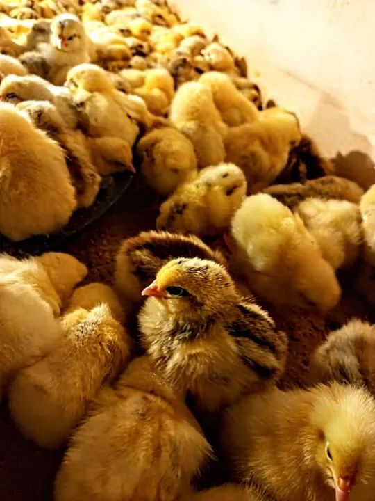 Filhotes de pintinhos Caipiras - R$ 3,00 cada - Foto 3