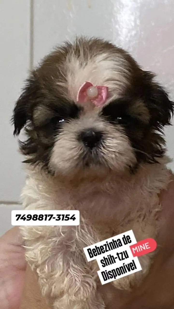 Filhote de Shih Tzu mini, bem pequena disponível