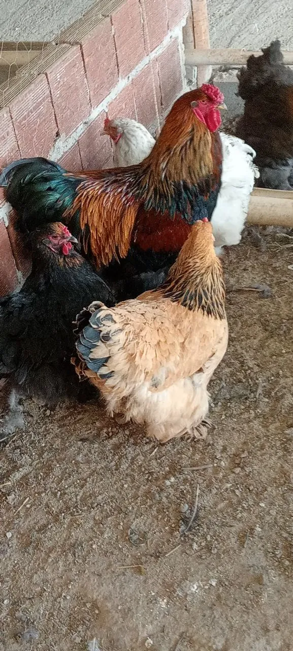 Ovos férteis da raça Brahma