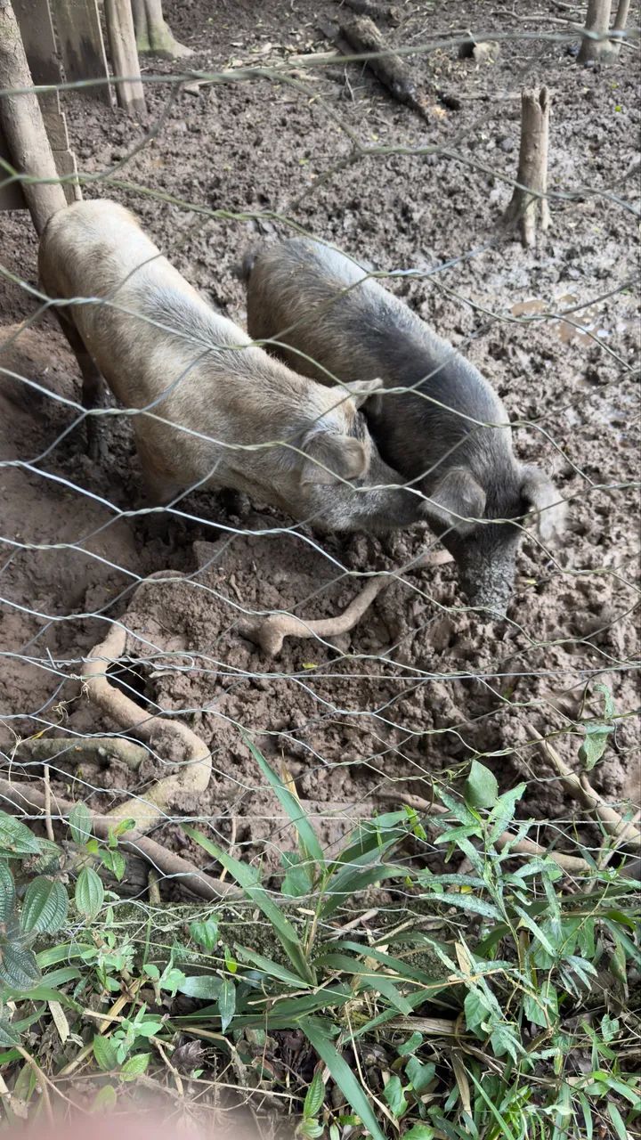 Porco moura - Foto 4