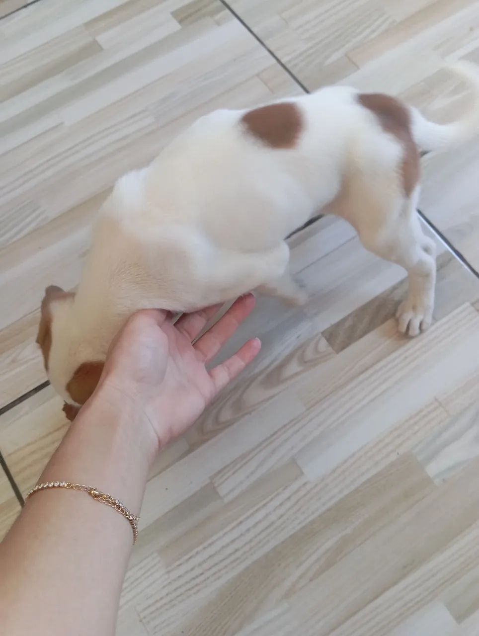 Filhote adorável de porte pequeno com pelagem bicolor - Foto 3