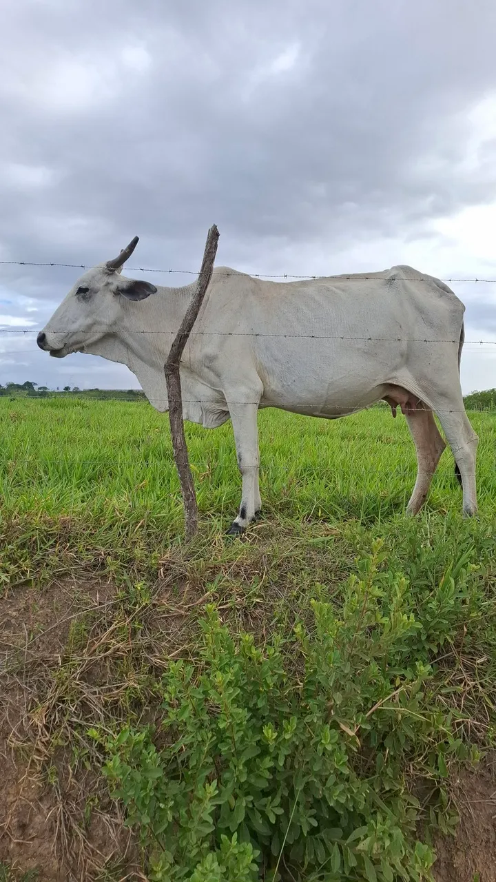 Vaca nelore