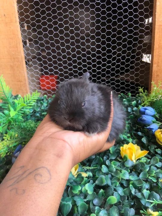 Filhote de coelho anão da raça netherland dwarf black - macho linhagem importada  - Foto 3