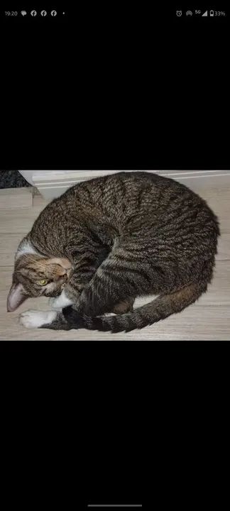 GATOS LINDOS E CARINHOSOS - Foto 5