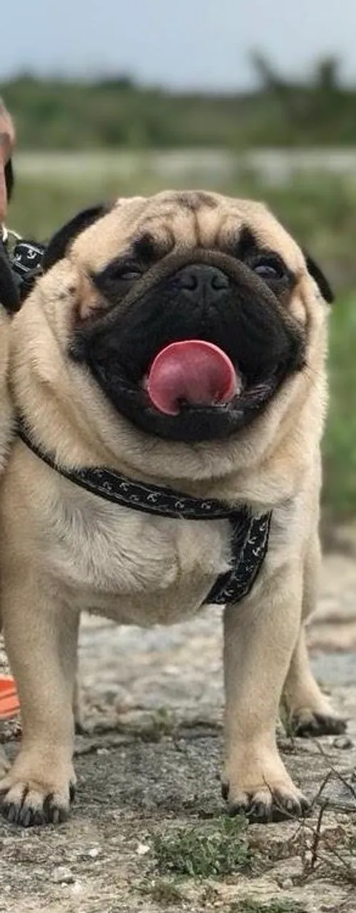 Pug macho para cruza