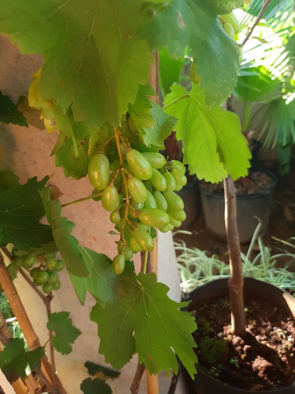 UVAS PRODUZINDO  - Foto 4