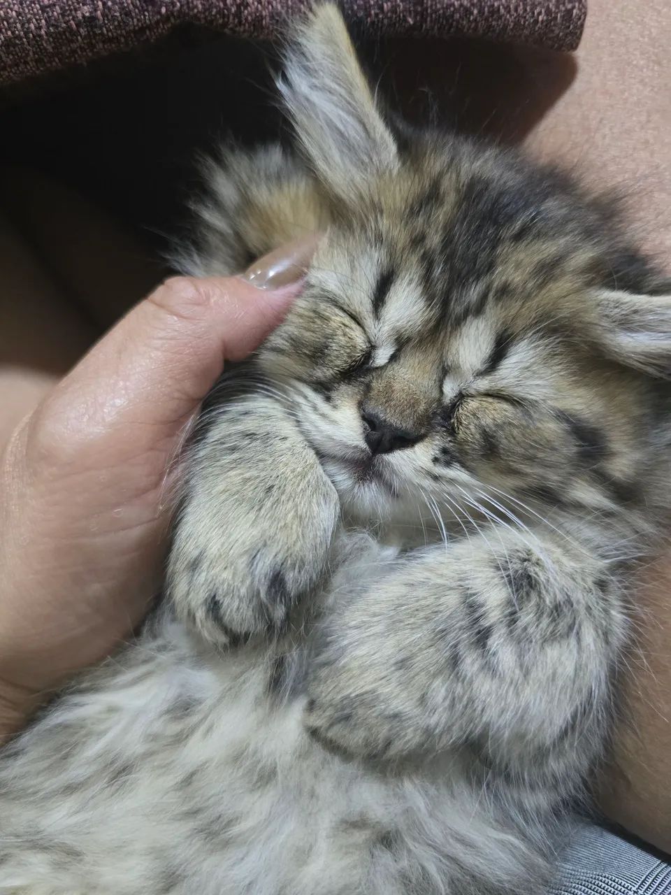 Vendo filhotes de gato persa - Foto 4