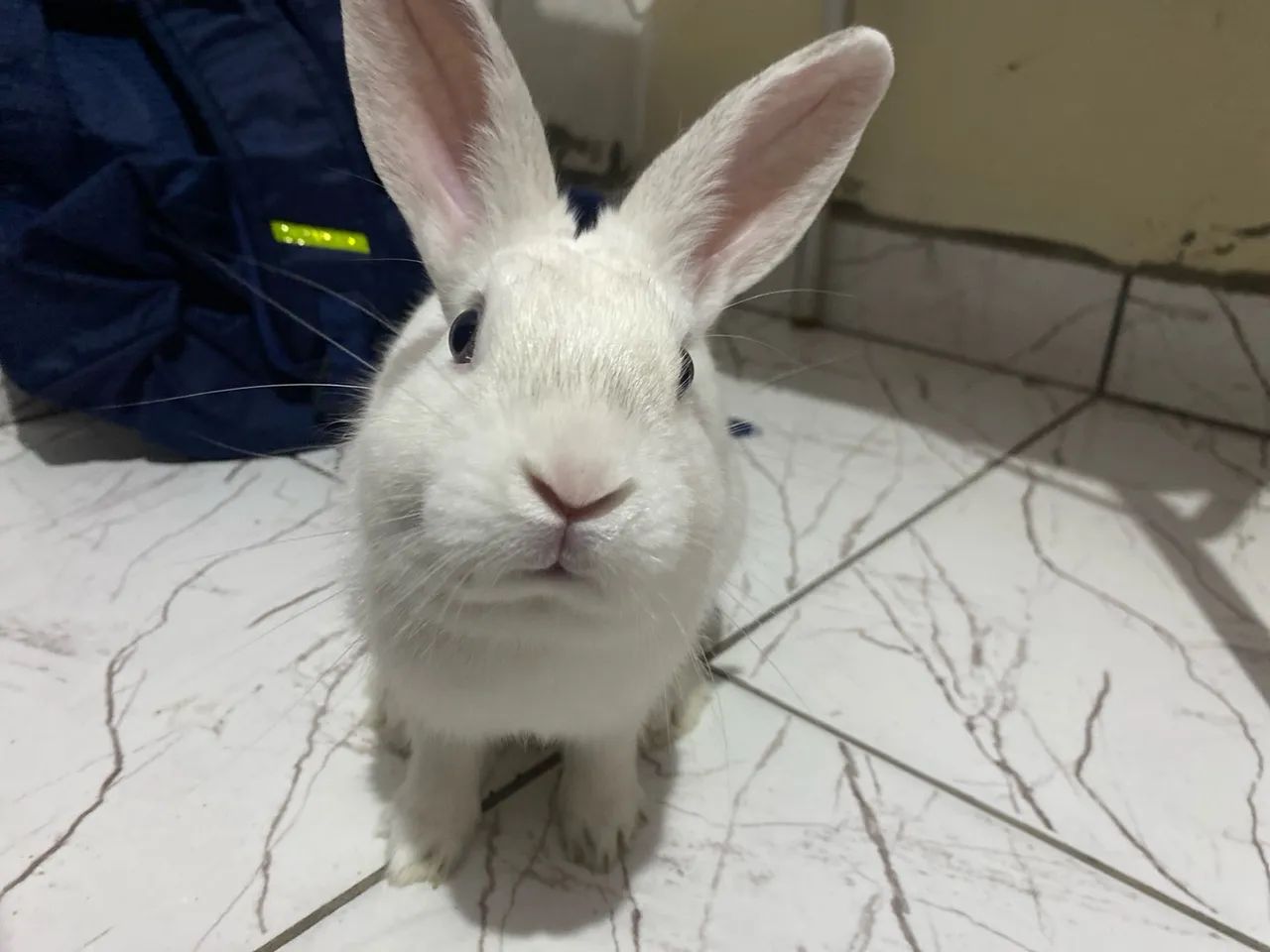 Estou doando um coelho branco!! - Foto 2