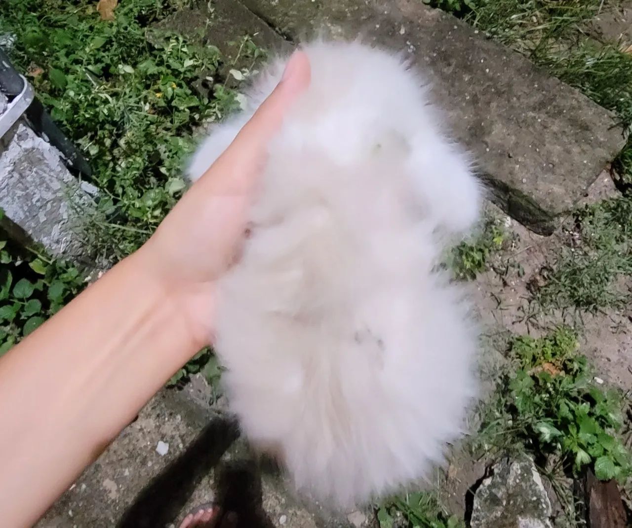 Gatinho Branco e marrom - Foto 5