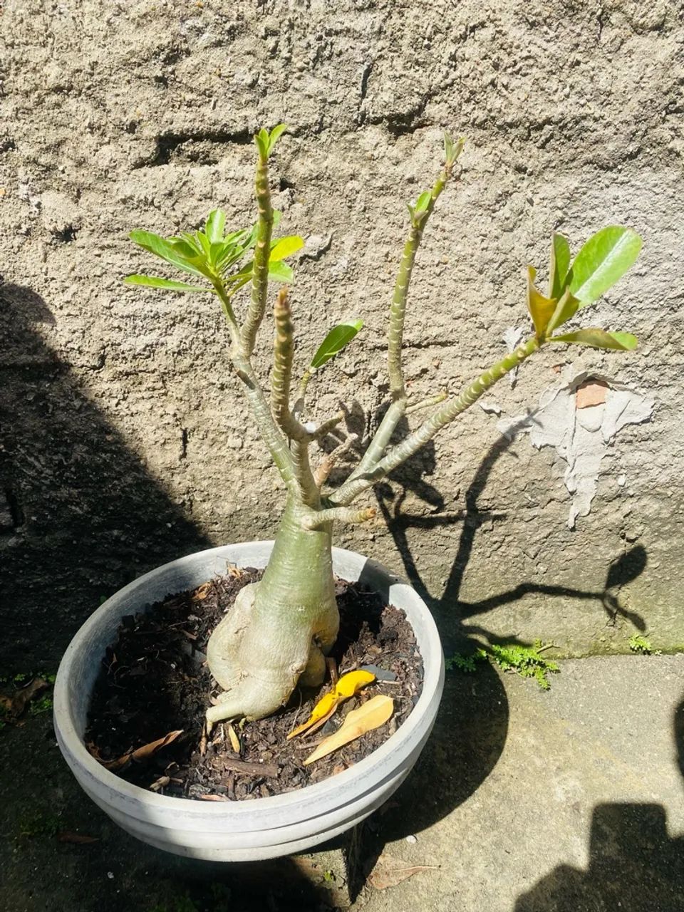 Adenium obesum (Rosa do Deserto) - Mudas - Foto 4