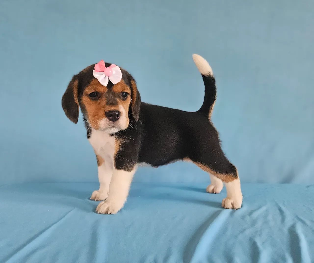 Filhotes Beagle  - Adoráveis - Foto 3