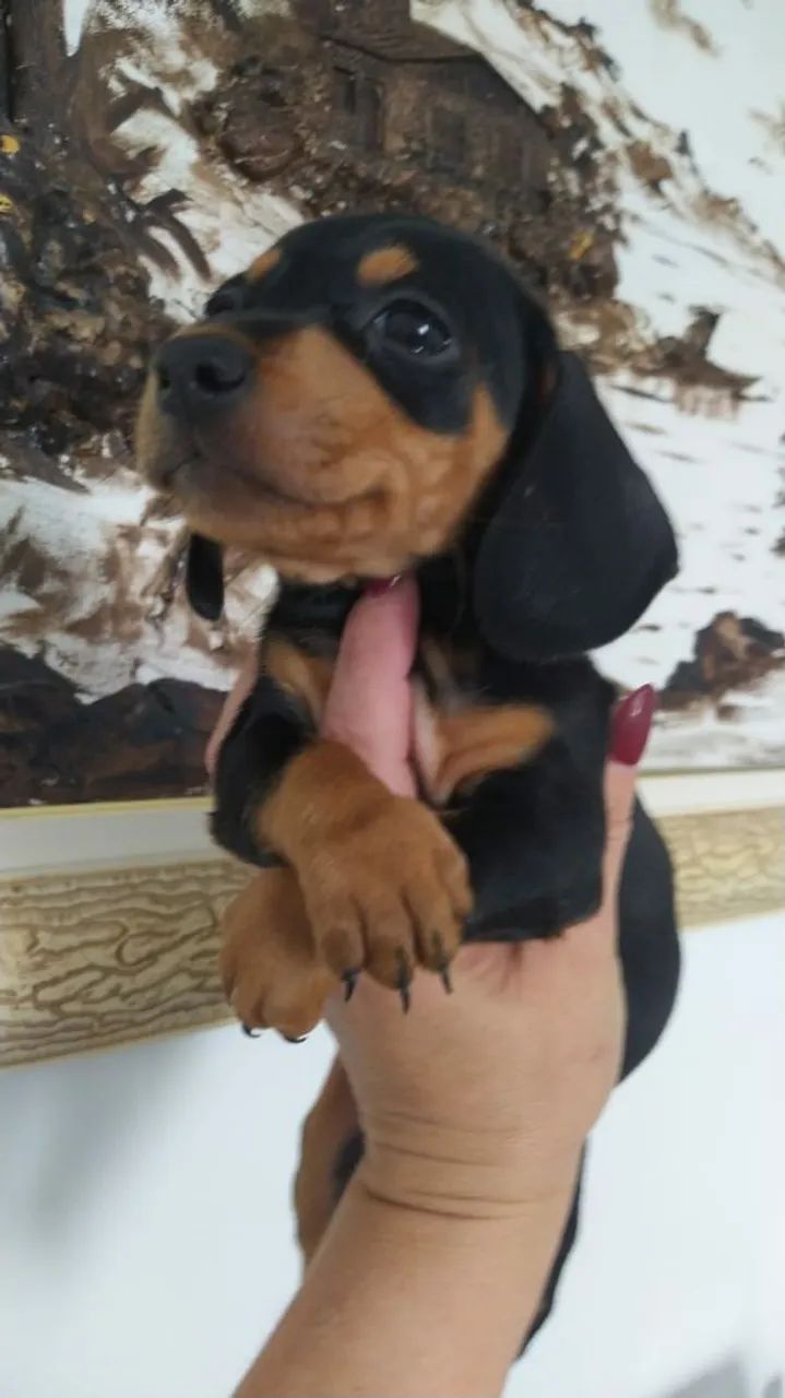 Basset Teckel Macho e Fêmea disponíveis  - Foto 4