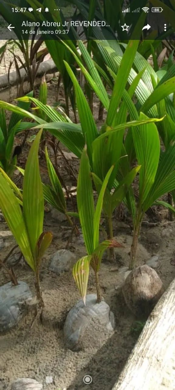 Coco anão e outras frutíferas enxertadas. Plantas ormamentais - Foto 3