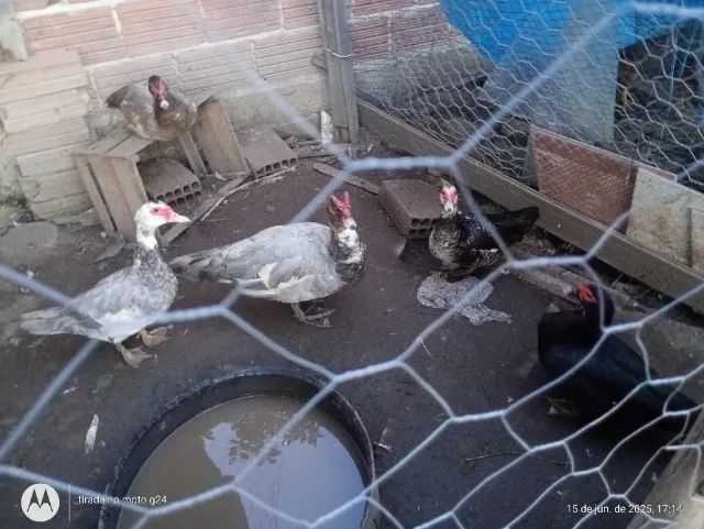 Vendo patas e filhos de potos