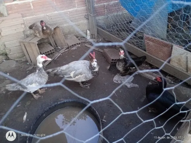 Vendo patas e filhos de potos
