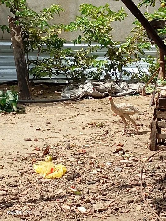 2 frangão e 1 franga china pura - Foto 5