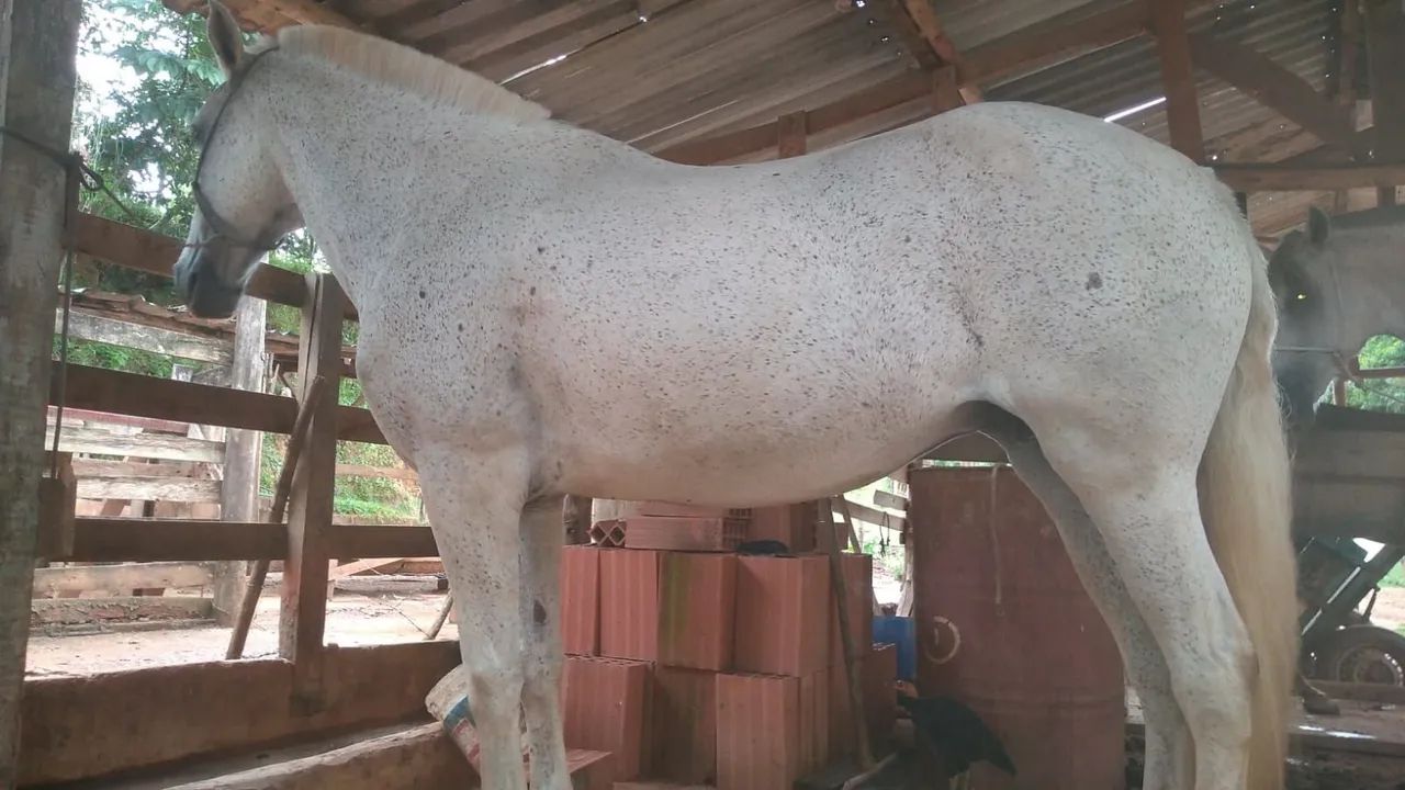 Égua Mangalarga Marchador "PICADA"  forte, dócil, qq um monta. Para cavaleiro exigente.  - Foto 3