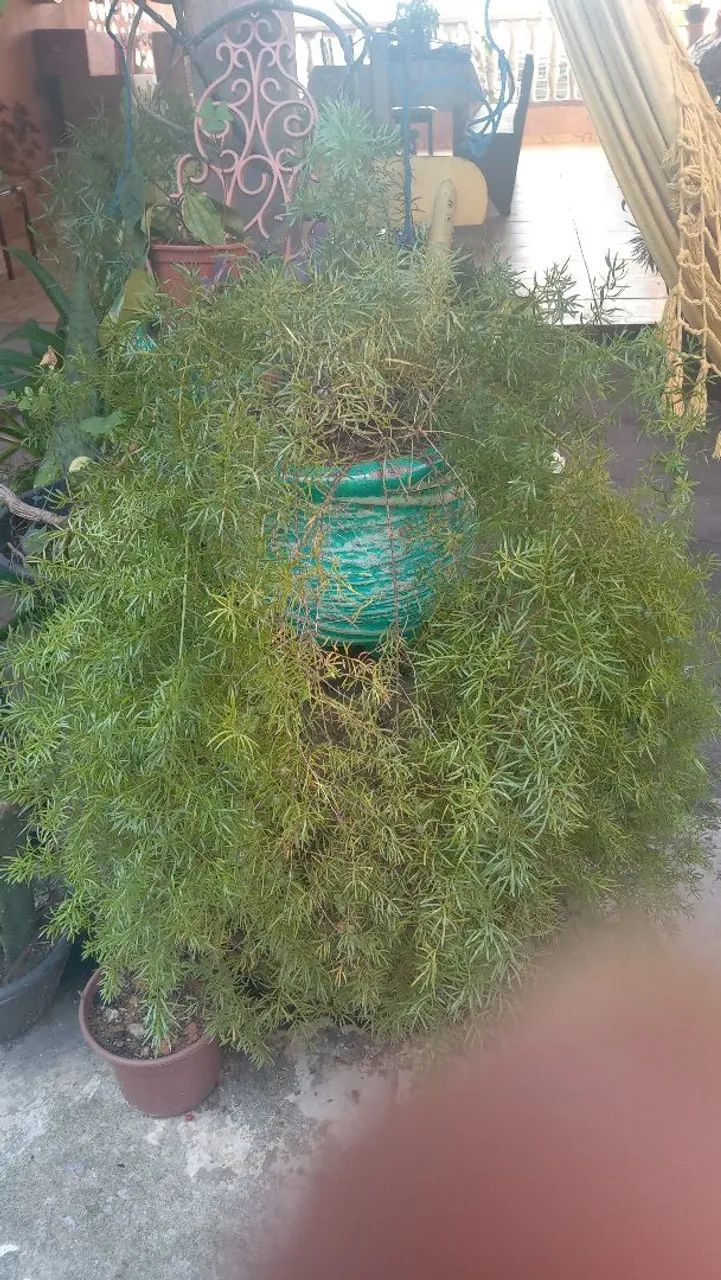 Planta em vaso de vidro com pedrinhas coloridas - Foto 4