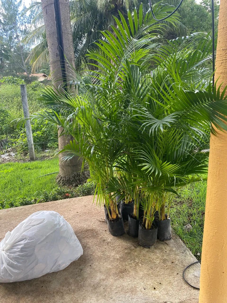 Palmeira bambu - Foto 2