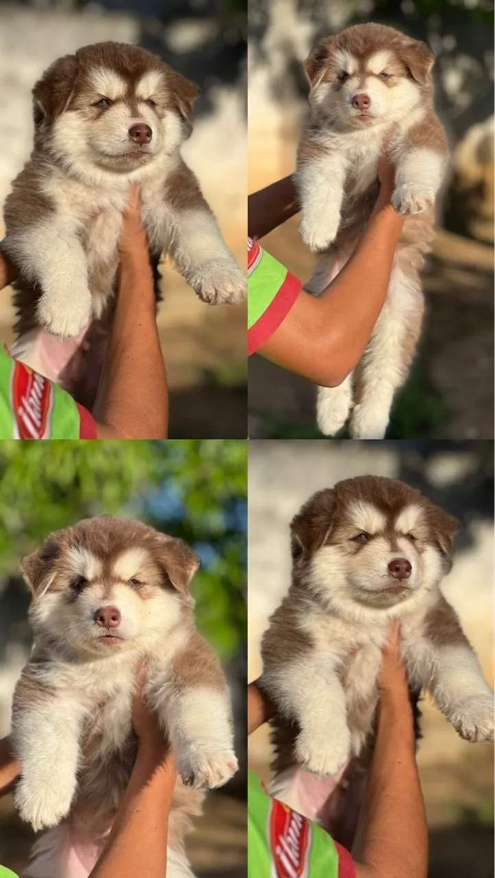 Filhotes de Husky Siberiano