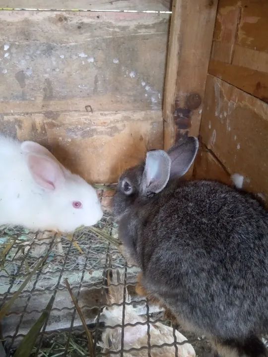 Coelhos fofinhos para vender 