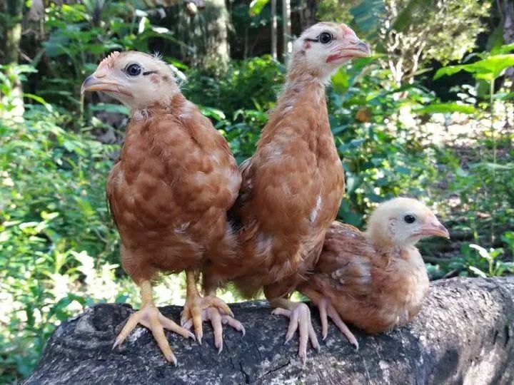 Frangas Poedeiras Embrapa 051 -Alta Produtividade - Foto 2