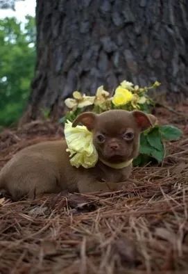Chihuahua na cor white/blue a venda!!