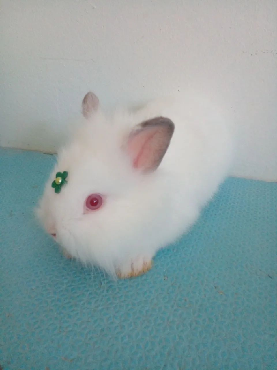 Netherland Dwarf albino 