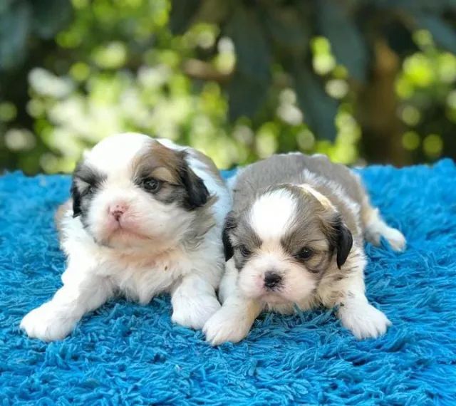 Shih-tzu, dia dos namorados.