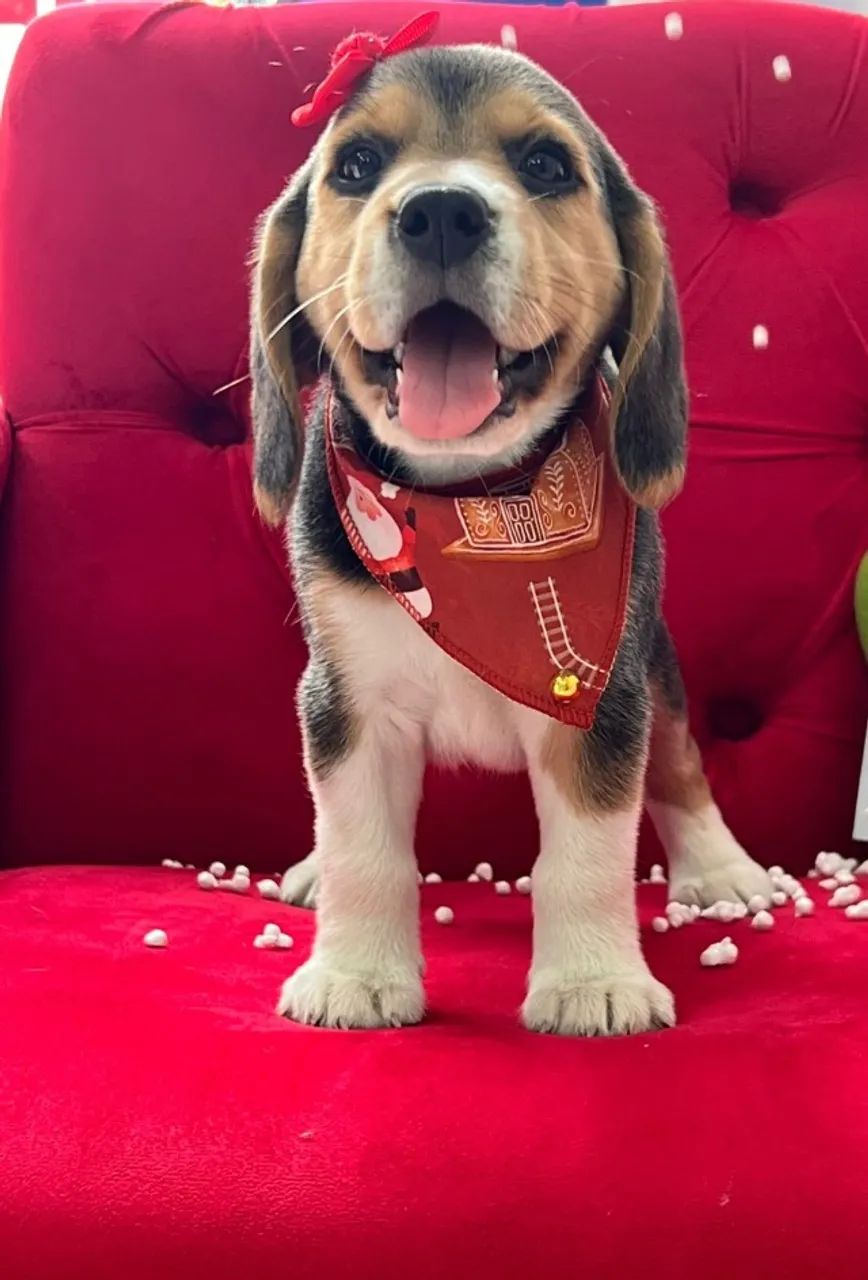 BEAGLE LINDO - A PRONTA ENTREGA