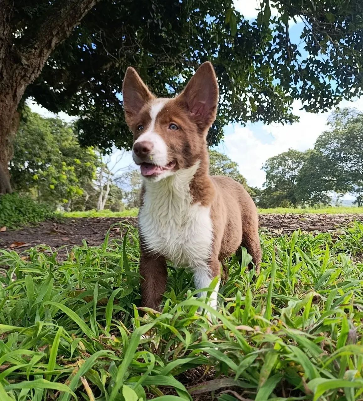 Lindos Border Collie  - Foto 4