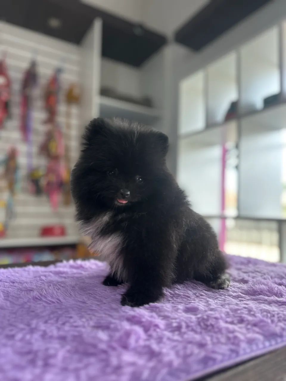 Spitz Alemão