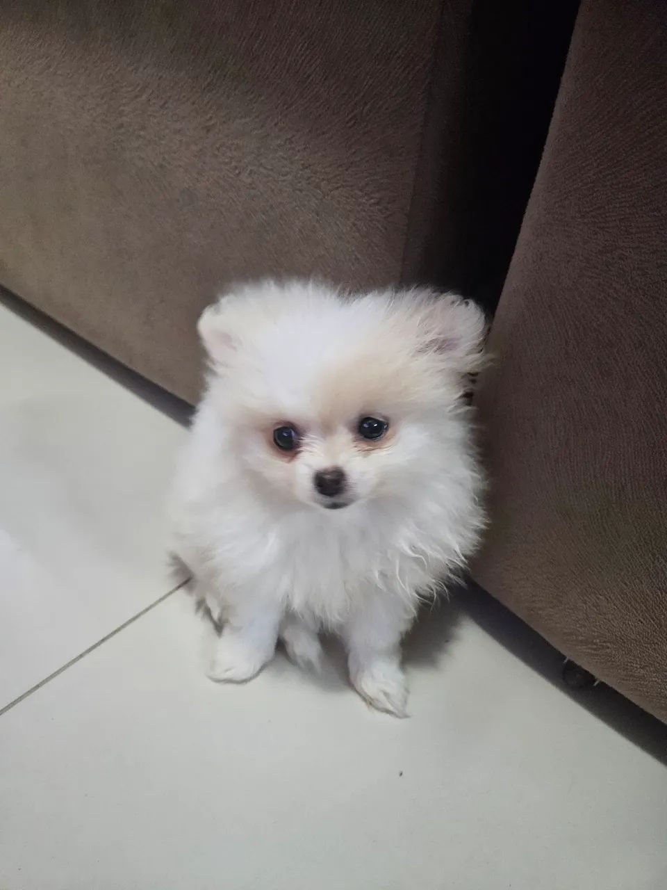 Lulu da pomerania mini - Foto 2