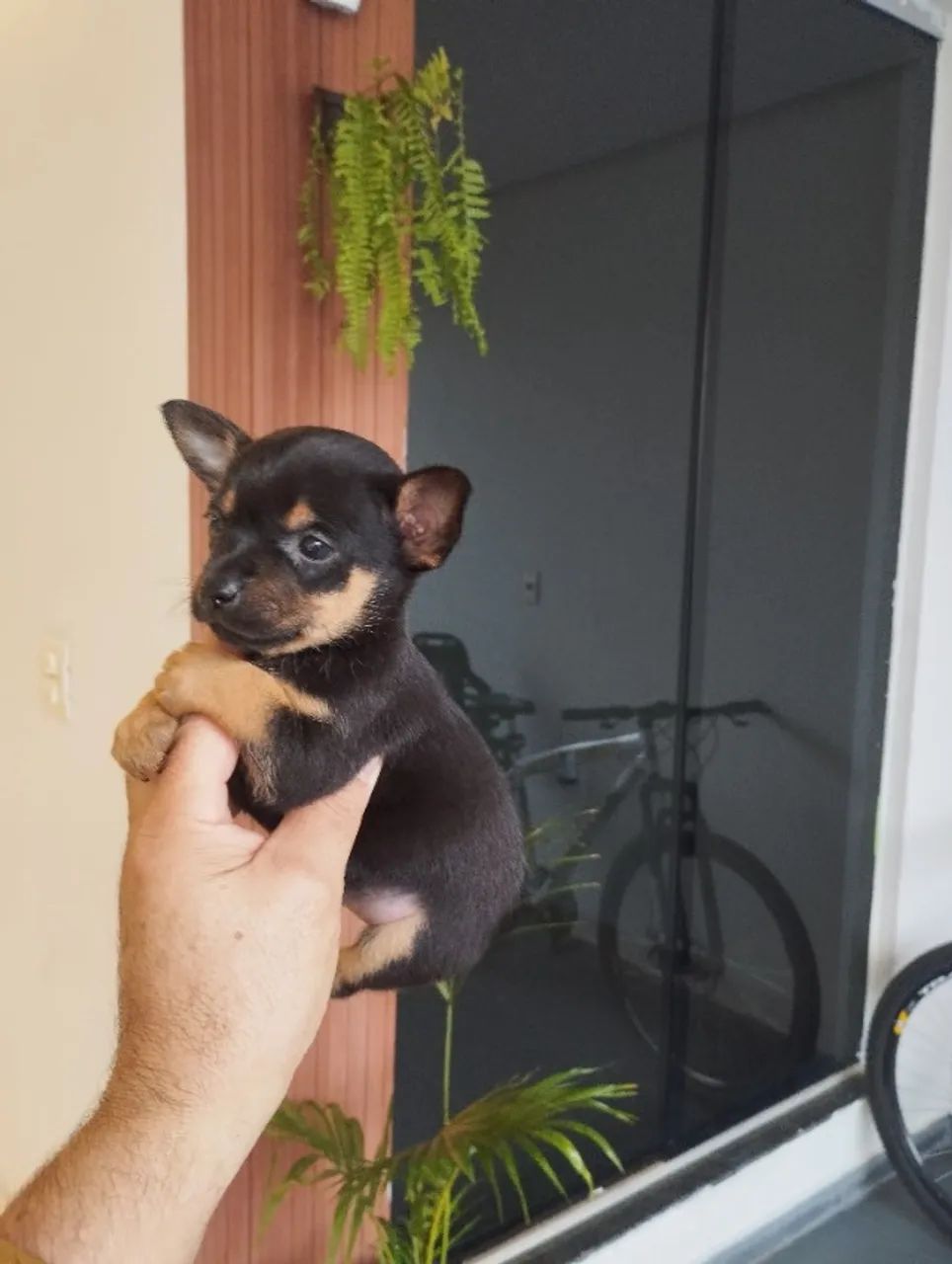 Pinscher macho - Foto 2