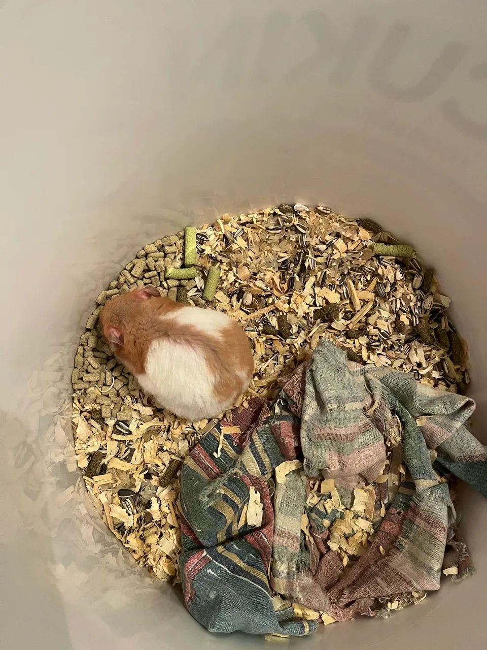 Hamster sírio  - Foto 3
