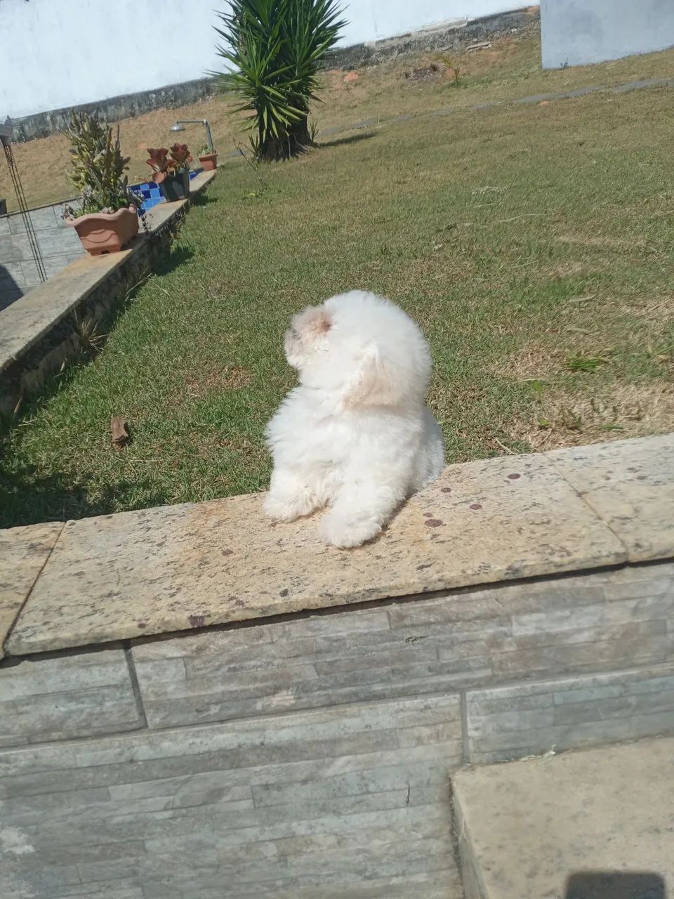 Poodle 