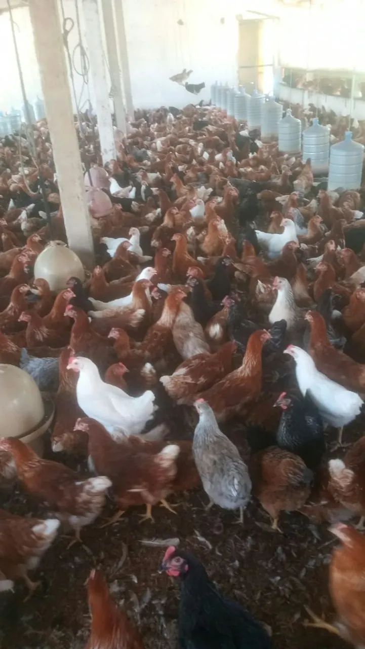 Galinha! - Foto 5