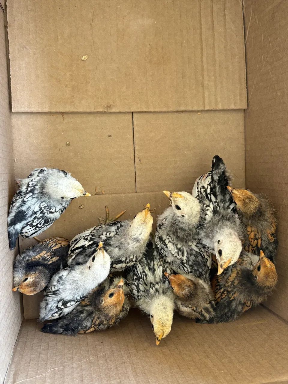 Pintinhos de Garnizé Sebright - Foto 5