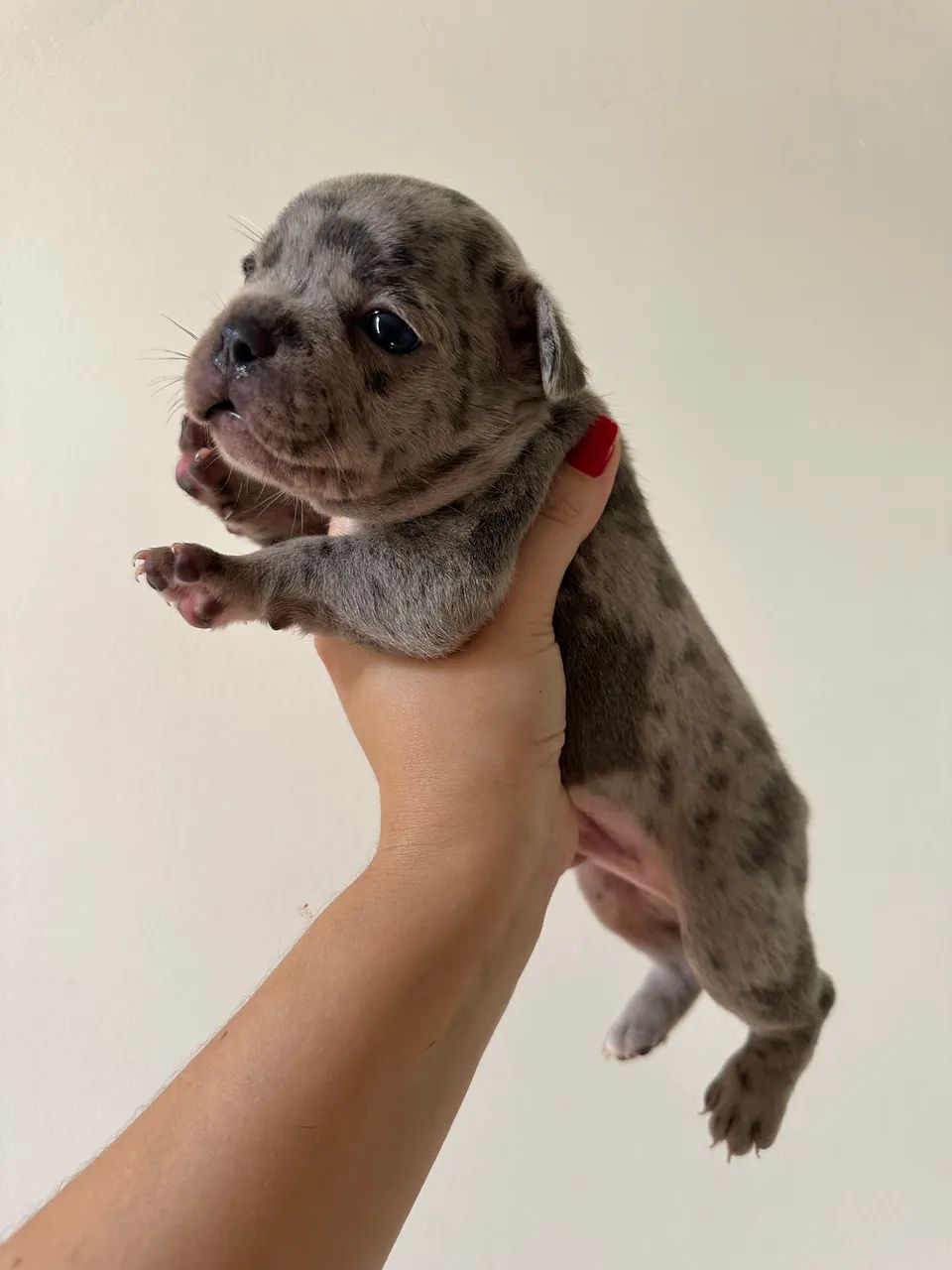 Buldogue Francês  - Foto 4