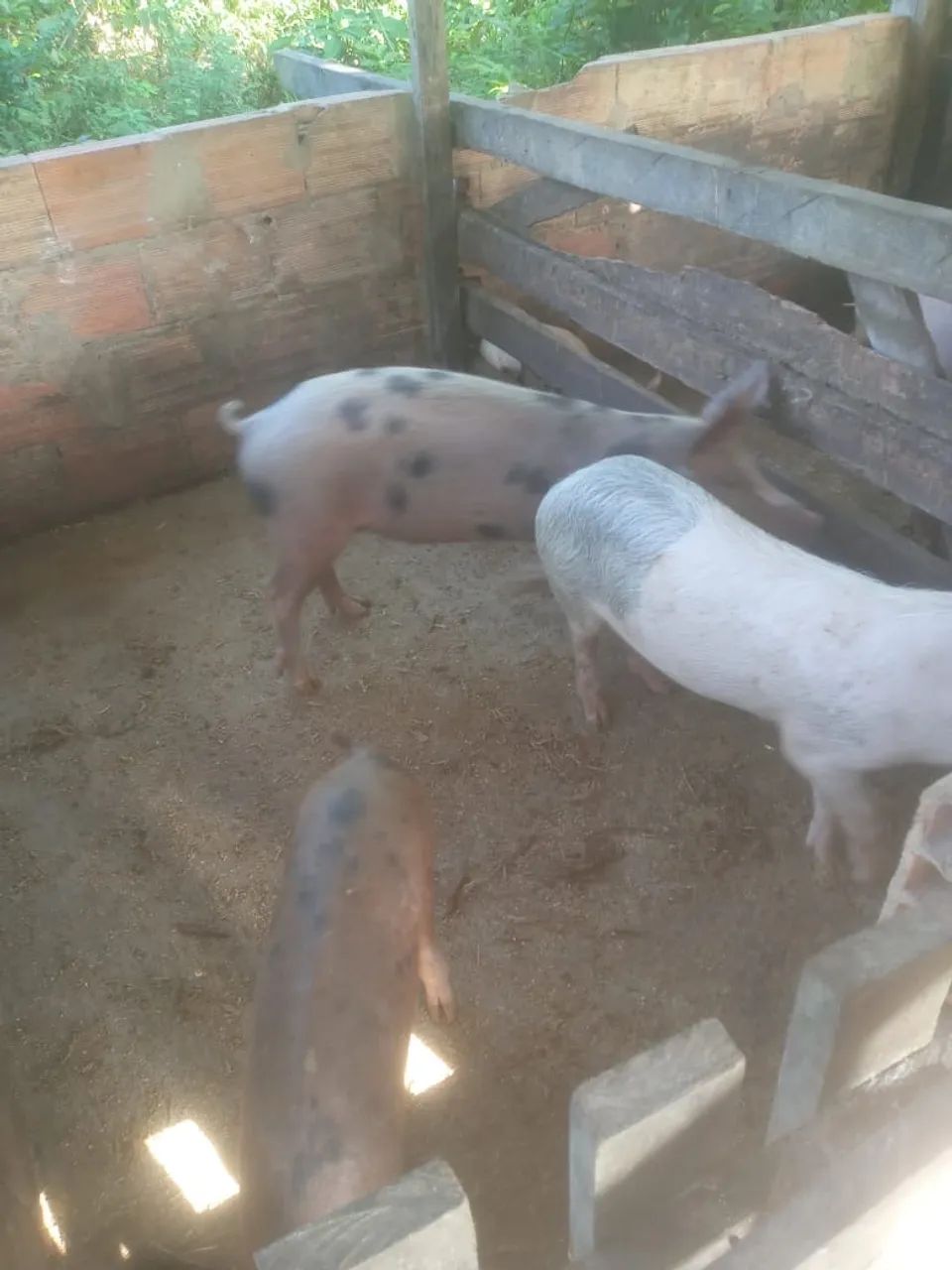 Porco  - Foto 3