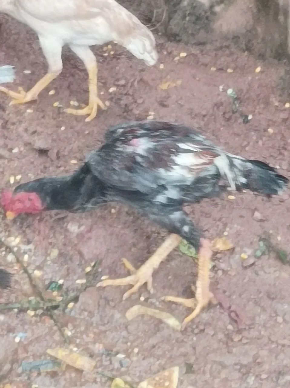 Frago indio  - Foto 2