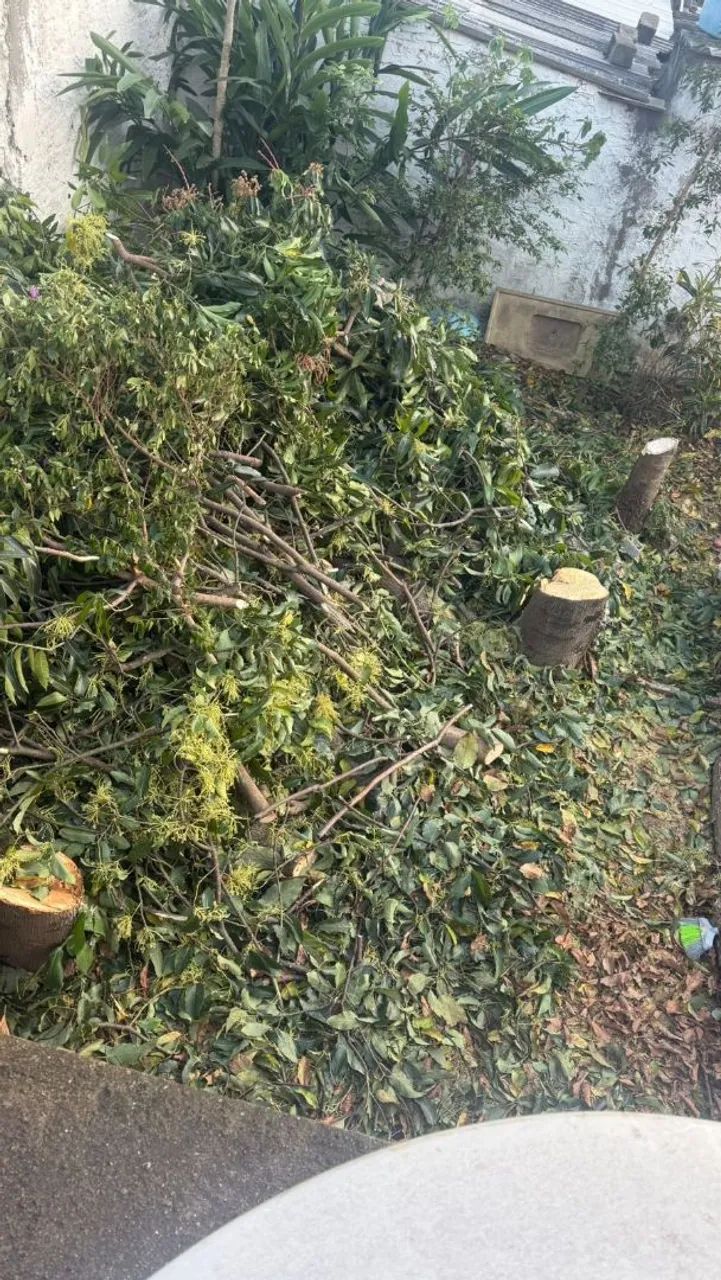 Corte e poda de árvores limpeza de terreno - Foto 5