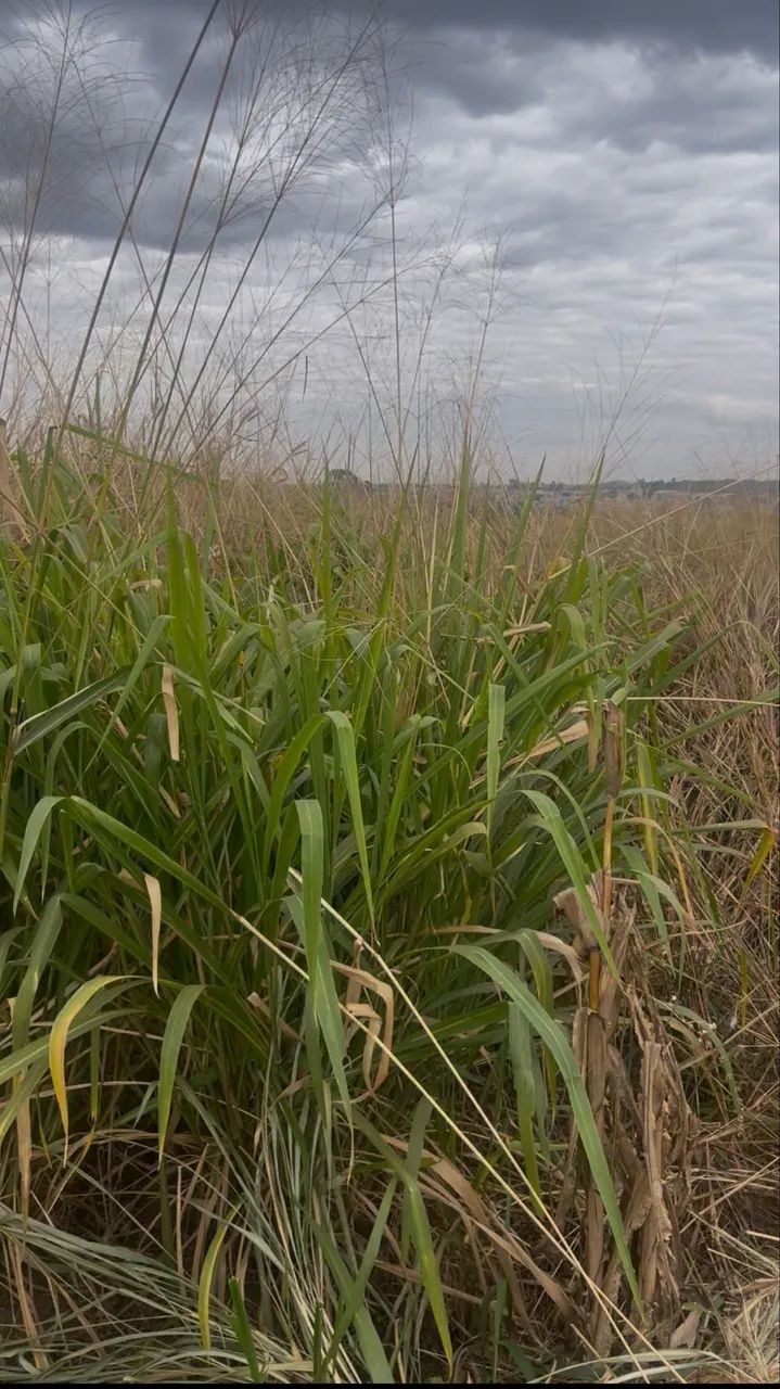 Alugo pasto para animais  - Foto 3
