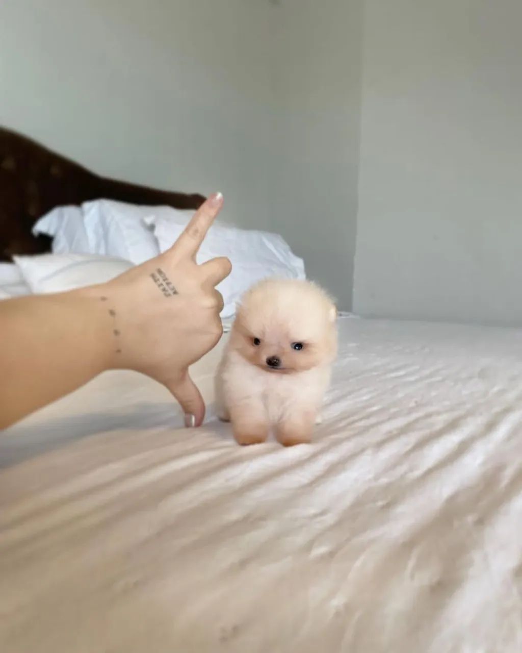 Cachorro  - Foto 2
