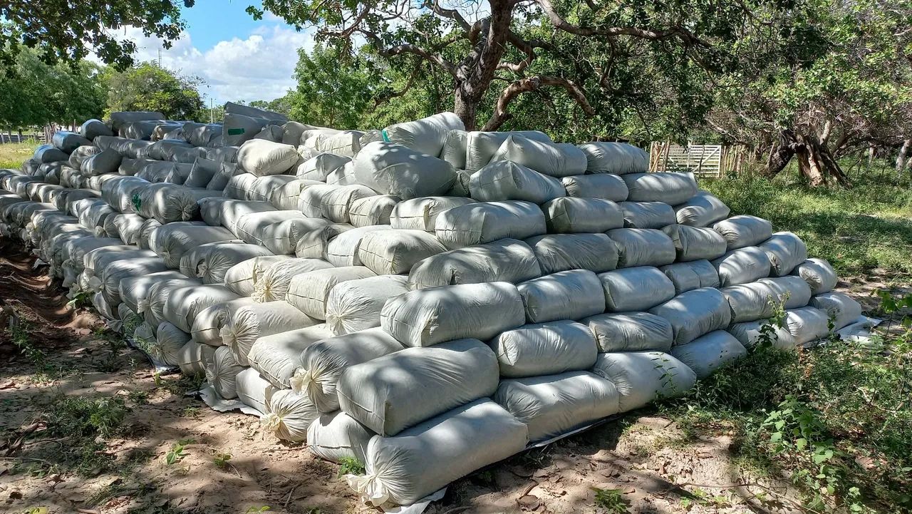 Silagem de milho  - Foto 2