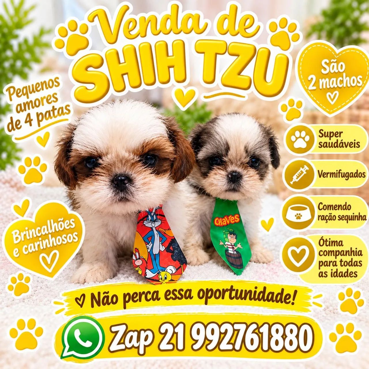 Shih tzu machos 950 cada!! - Foto 2