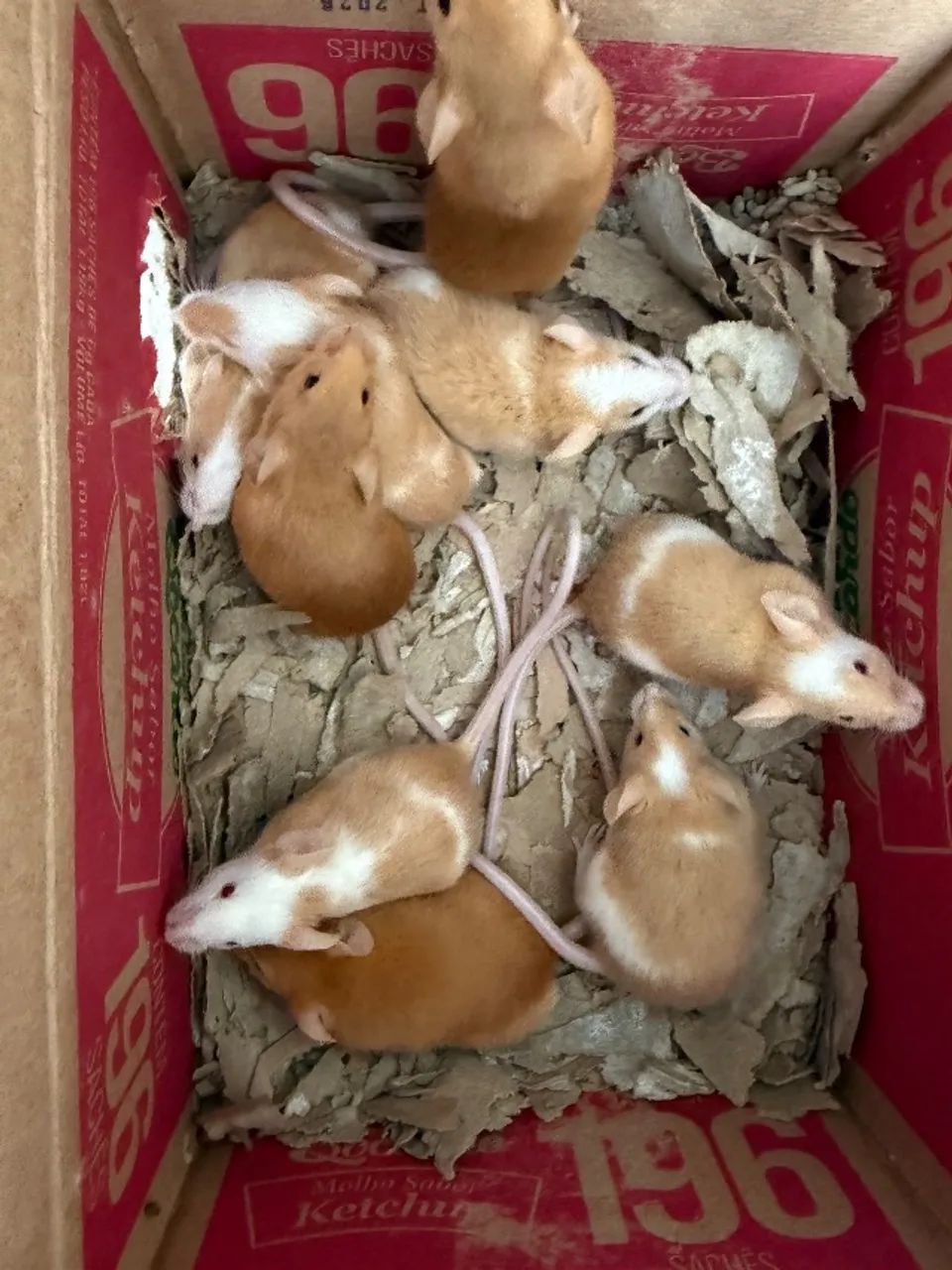 Camundongos  - Foto 2