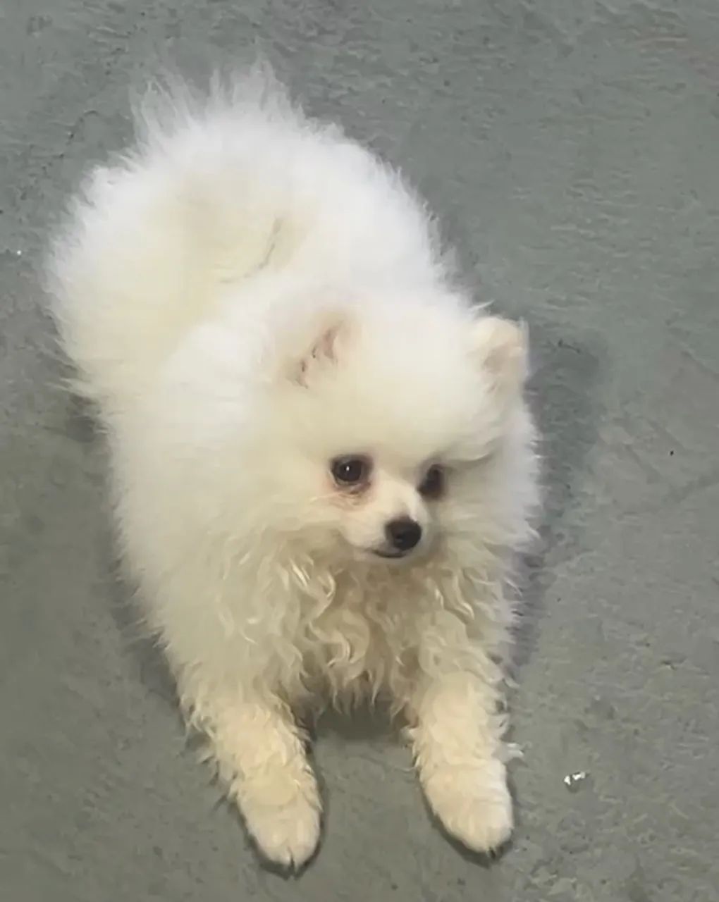 Cachorro - Foto 3