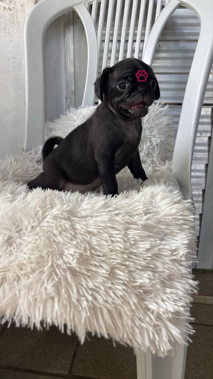 PUG FÊMEA  - Foto 5